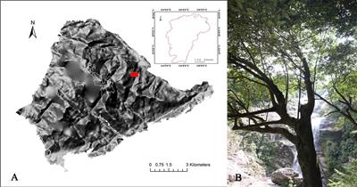 Taxonomy and Phylogeny of Rust Fungi on Hamamelidaceae